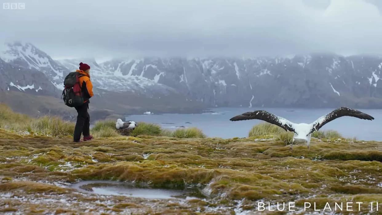 How Millions of Tons of Plastic Are Killing Albatross Chicks