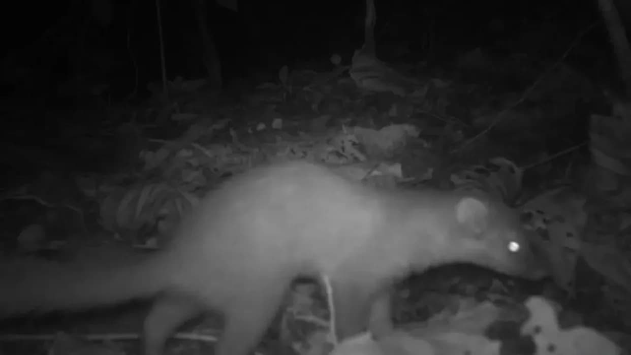 Night Cameras Capture Endangered Bornean Ferret Badger Carrying a Snake in Sabah Highlands