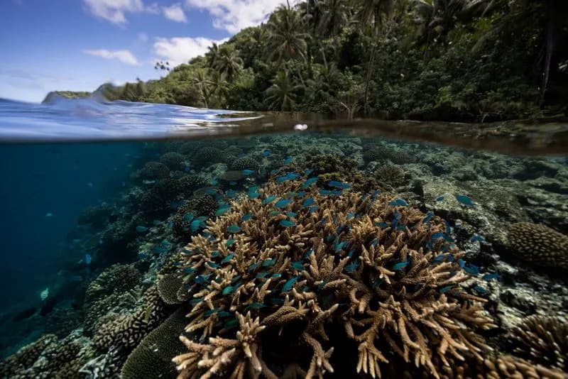 Researchers Map 166,000 sq km of Climate‑Resilient Coral Reef — A Guide for '30 by 30' Conservation