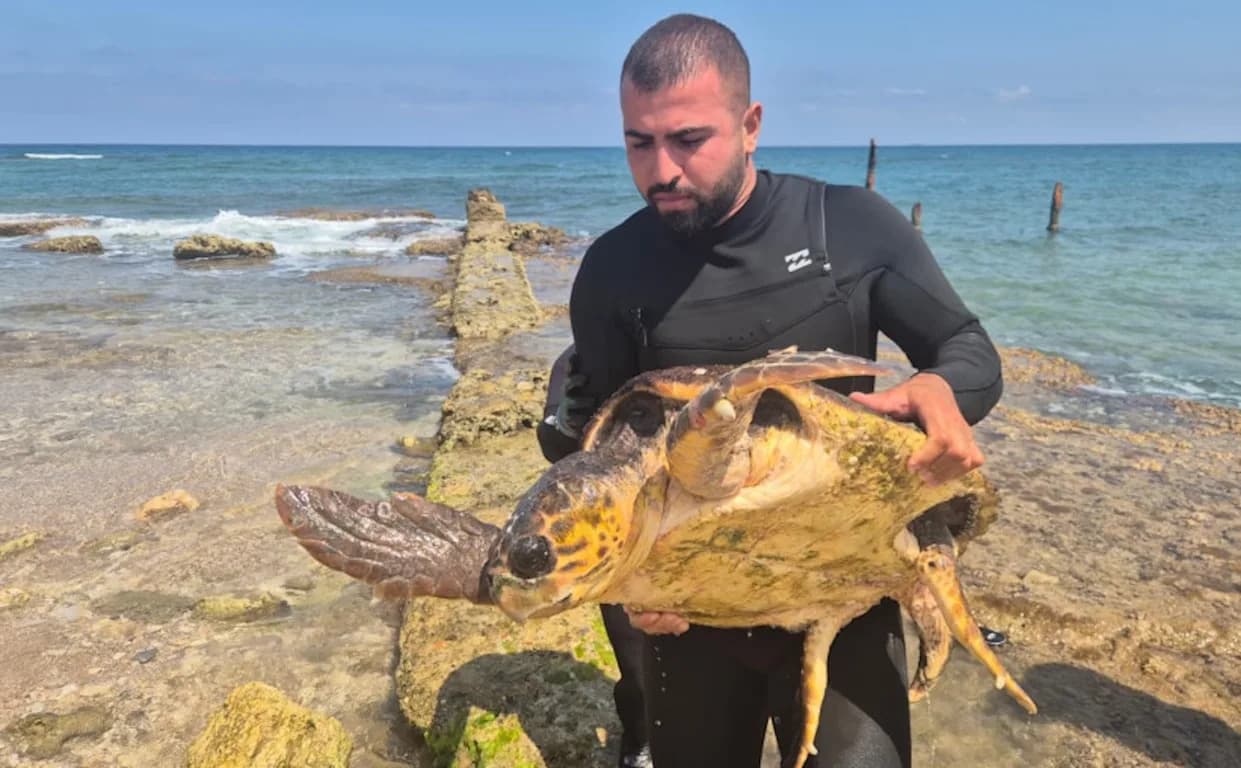 Giant Loggerhead 'Halil' Rescued Off Haifa — Abandoned Fishing Gear Leaves Limb in Necrosis