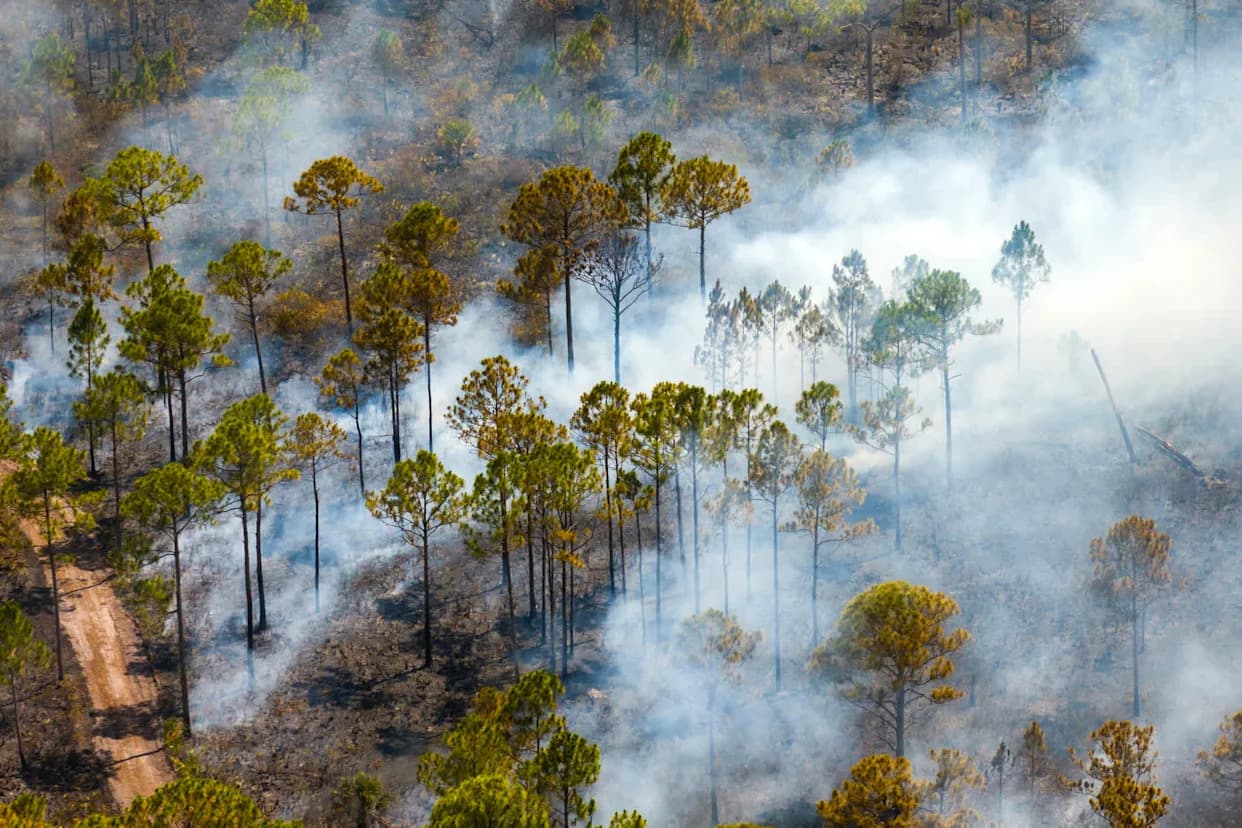 Wildfire Smoke Driving Ozone Spike Is Tied to Thousands of Premature U.S. Deaths