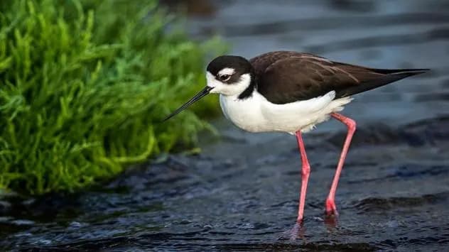 El Niño Could Drive Prolonged Marine Heat Waves, Threatening Pacific Wildlife