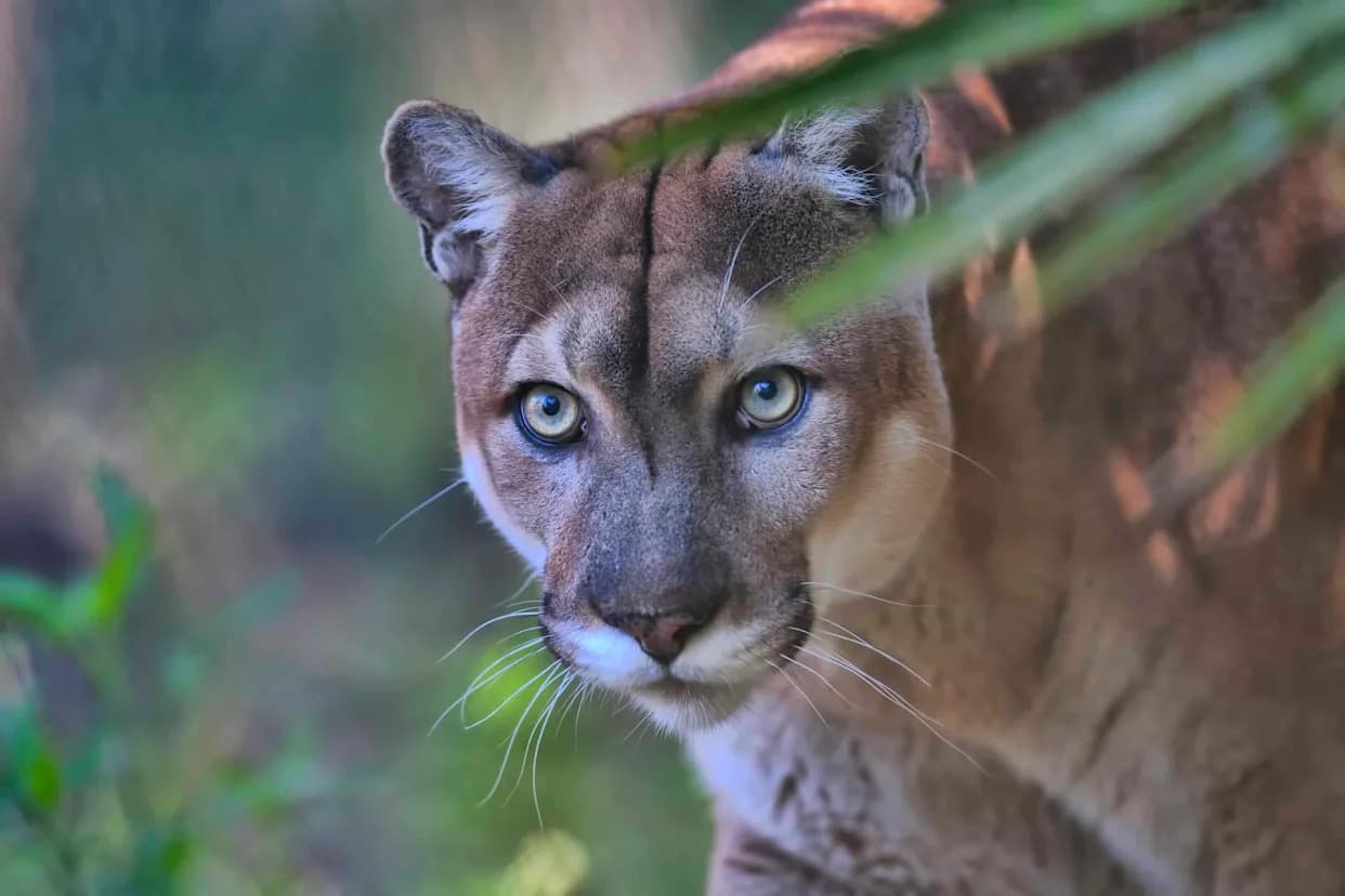 Colonial Legacies — Not Economics — Best Predict How Communities View Wildlife, New Study Finds