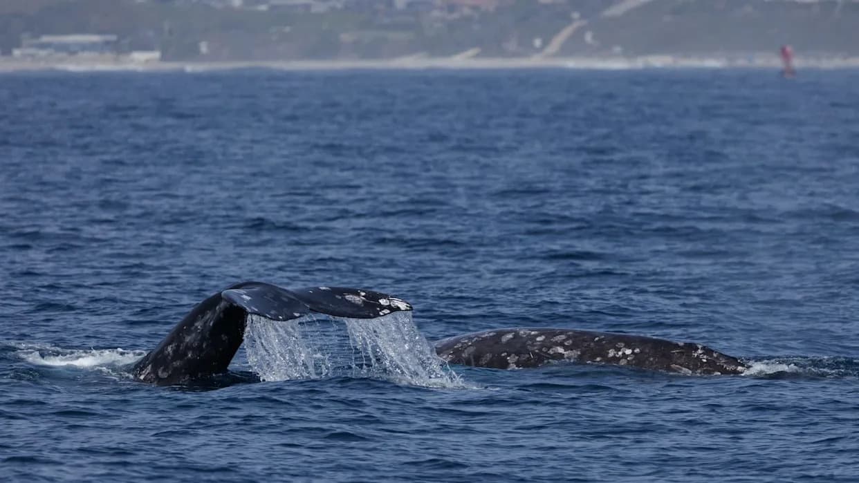 “Like Smokestacks”: Nearly 300 Gray Whales Crowd Kodiak in Unusual Feeding Surge