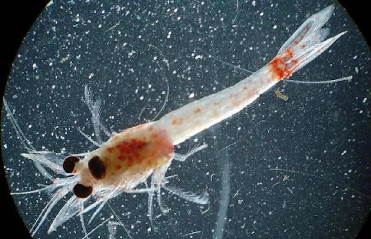Pregnant Bloody Red Shrimp Found in Lake Superior — All Five Great Lakes Now Host the Invasive Species
