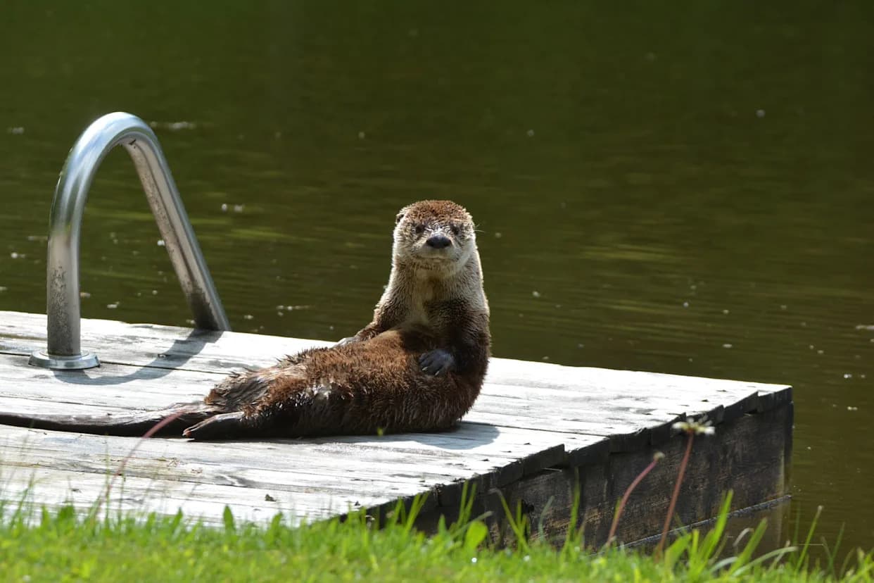 From Canals to Harbors: River Otters Stage a Comeback in Chesapeake City Waterways