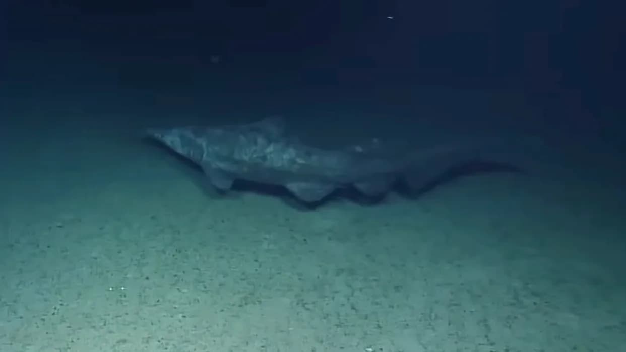 Rare Deep‑Sea Footage Captures Two Goblin Sharks — One Found Nearly 2,300 Feet Deeper Than Expected