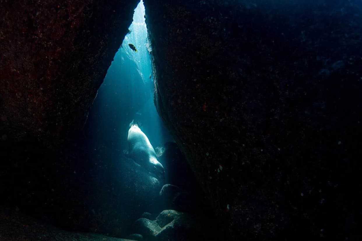 Tourism Pushes Rare Mediterranean Monk Seals Into Hidden “Bubble” Caves, Study Shows