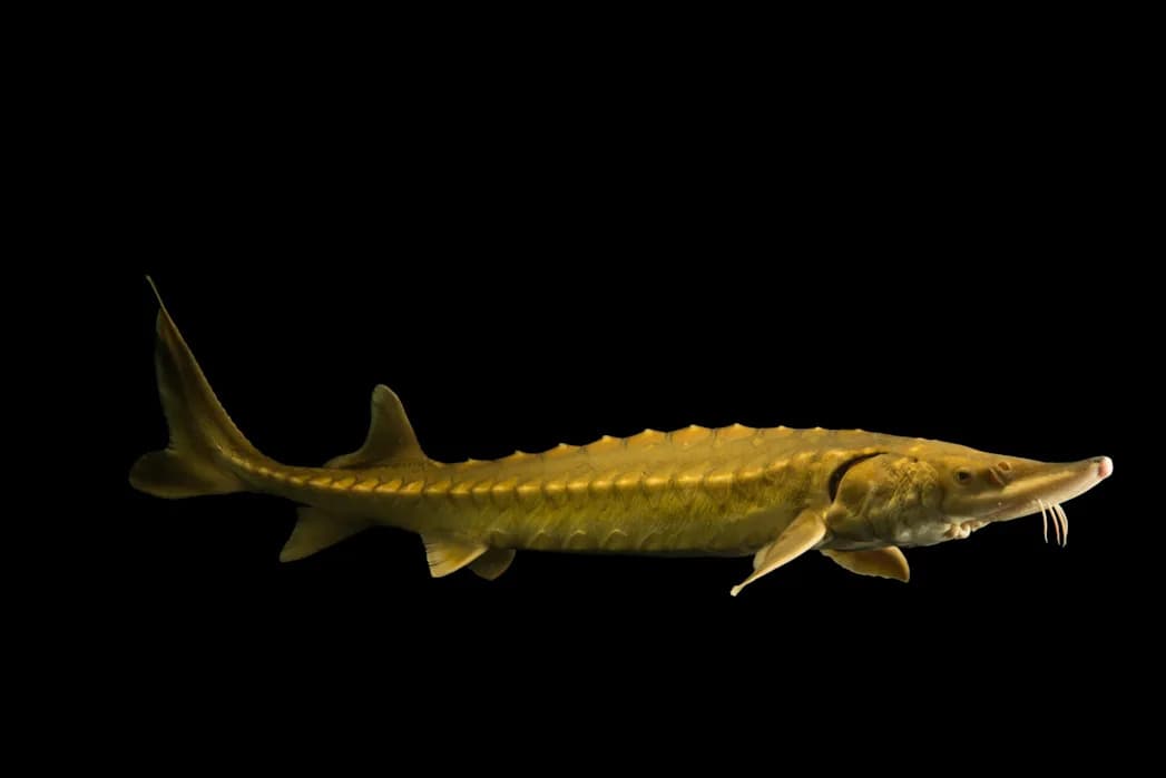 Scientists Record First Known 'Thunders' From Atlantic Sturgeon — Nearly 7,700 Low-Frequency Rumbles