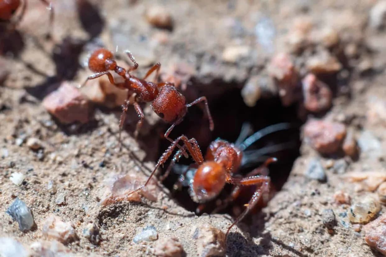 The Ant That Clones a Different Species: How an Iberian Queen Produces Hybrid Workers and Cloned Males