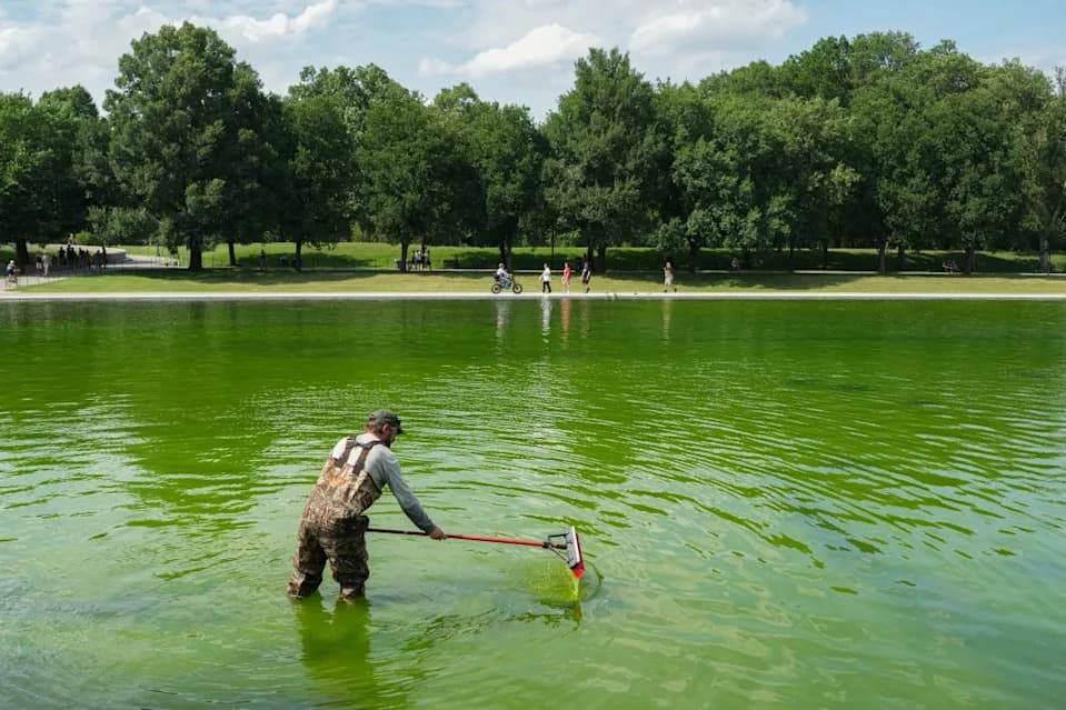 Workers Pour Hydrogen Peroxide Into Lincoln Memorial Reflecting Pool After Rapid Algae Bloom Turns Water Green