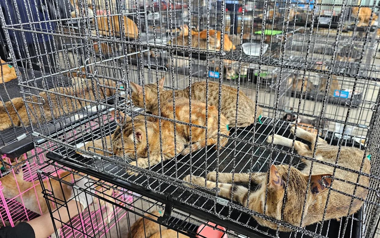 Ho Chi Minh City Raid Rescues More Than 400 Cats As Police Bust Interprovincial Meat Ring