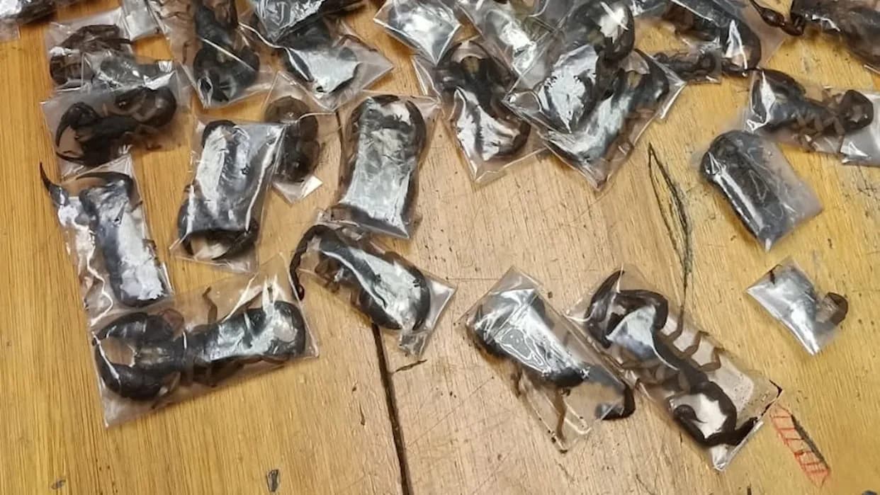 Cape Town Airport Sting Uncovers 150 Live Venomous Scorpions Hidden in Luggage