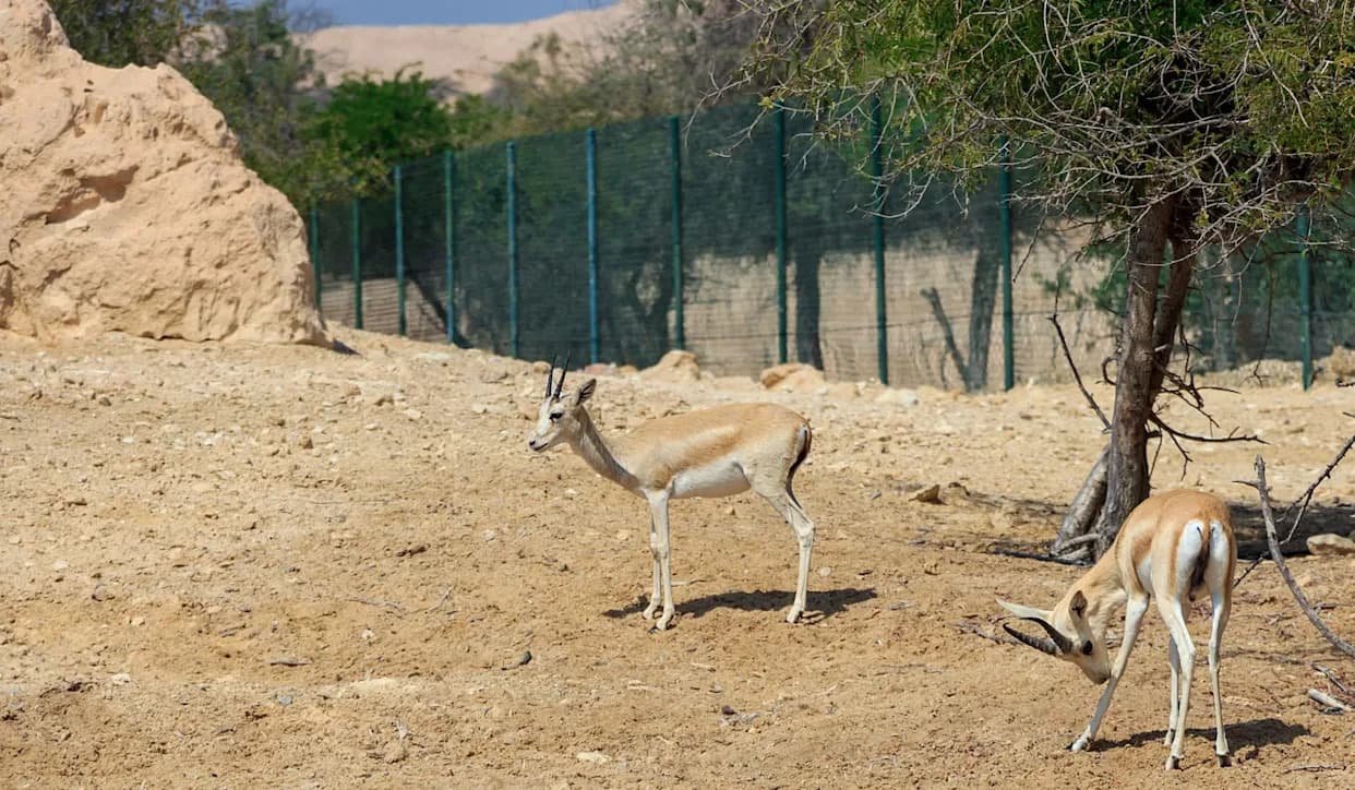 More Than 40 Wild Sand Gazelles Born in Saudi Reserve, Offering Early Signs of Recovery