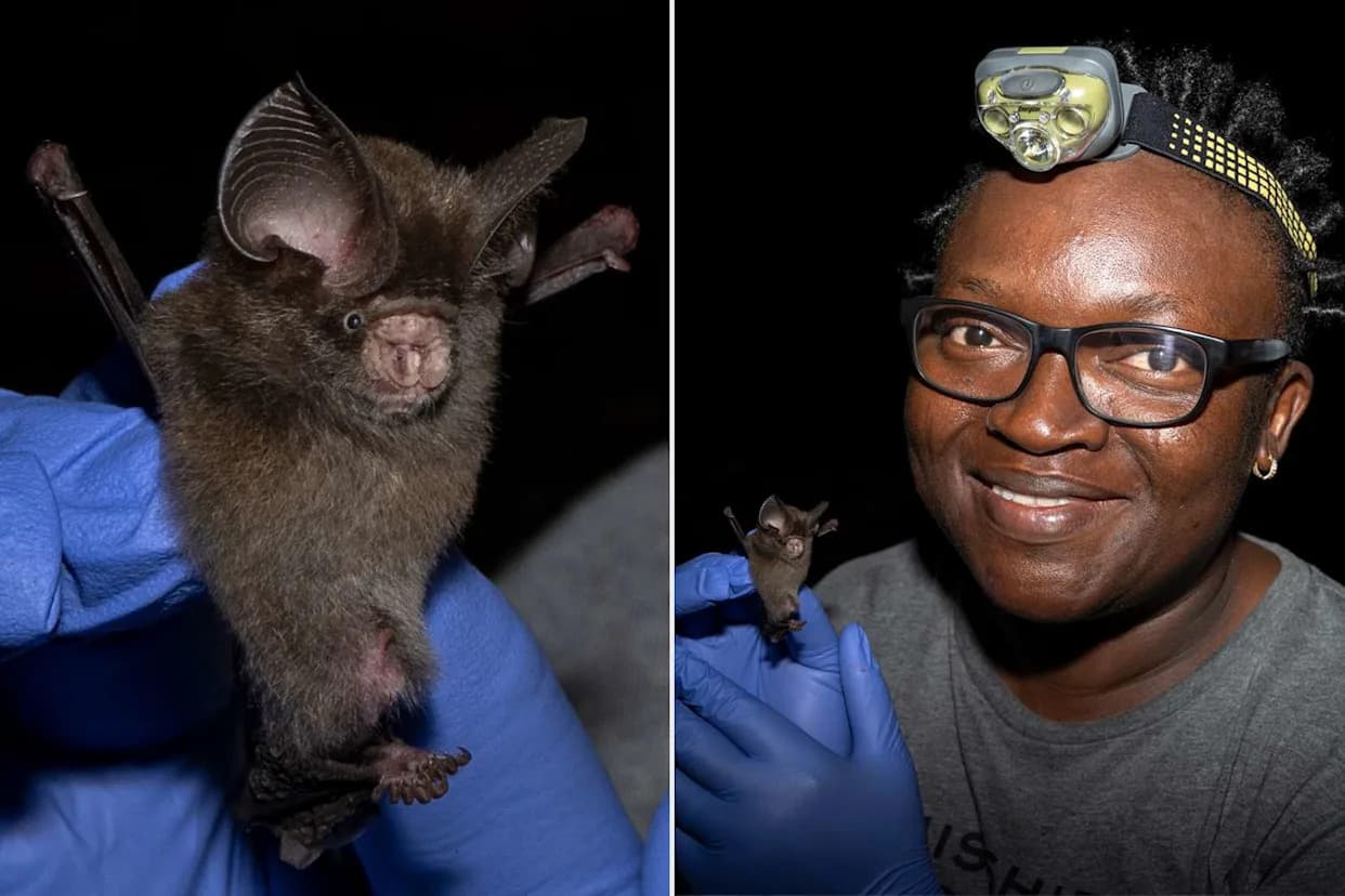 Nigerian Biologist Rediscovered Tiny Short-Tailed Roundleaf Bat After 45 Years — Her Work Sparked New Conservation Efforts