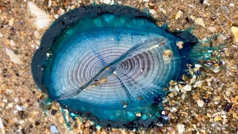 Brilliant Blue 'By‑The‑Wind Sailors' Wash Ashore Along Welsh Coast