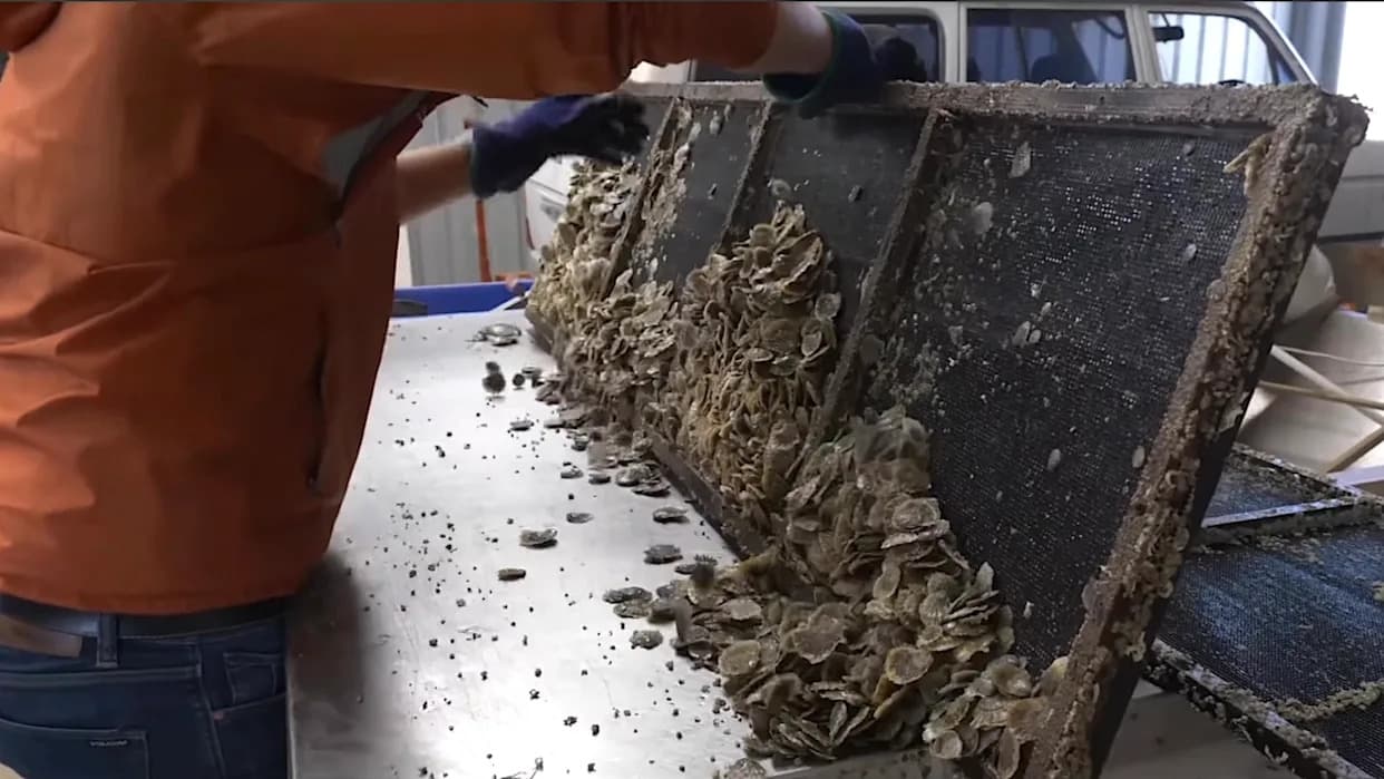 Australia Recycles 150,000 Wheelbarrows Of Oyster Shells To Rebuild Reefs — Fish And Water Quality Bounce Back