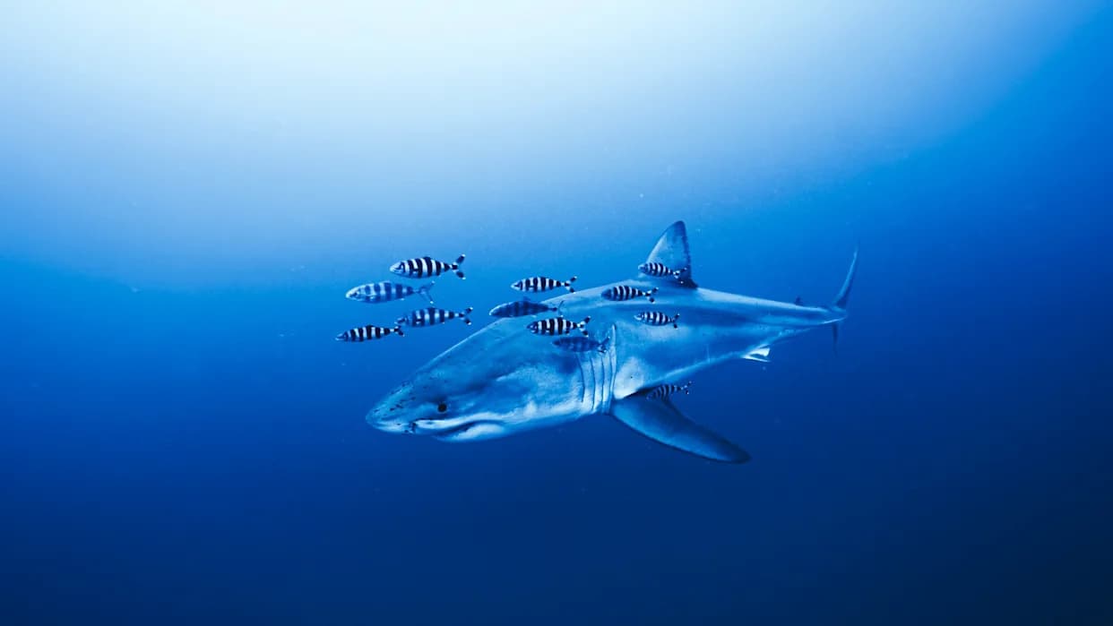 Diver Films Rare 13‑Foot Great White — Possible First Underwater Video of an Adult Male in the Mediterranean