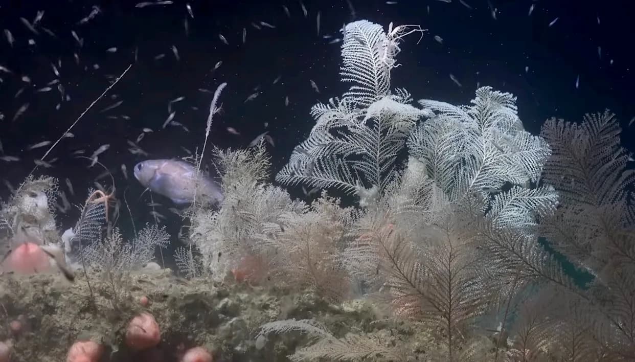 Vatican‑City‑Sized Deep‑Sea Coral Reef Mapped Off Argentina