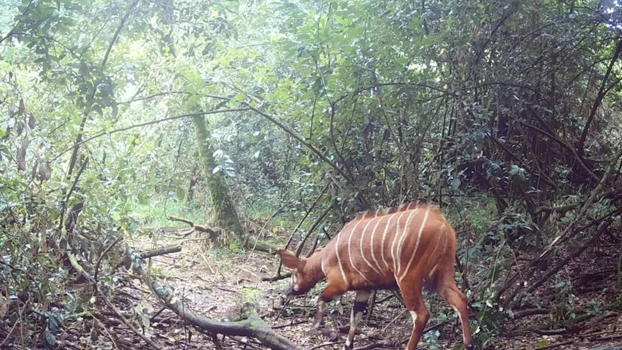 Trail Cameras Capture the 'Ghost of the Forest': Three Critically Endangered Mountain Bongos Photographed in Maasai Mau