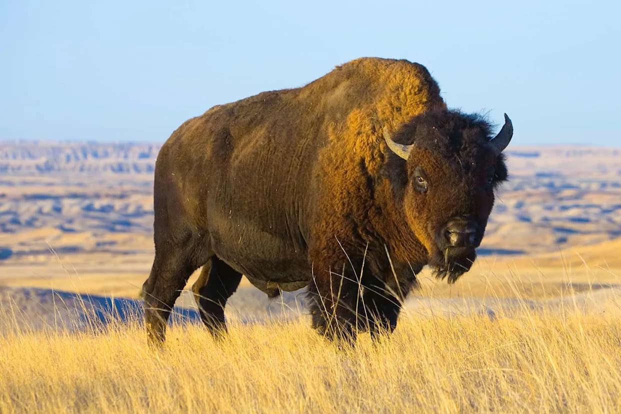 Public Outcry Saves Bison After Fatal Attack — Animal To Be Relocated To Rosebud Sioux Tribe Care