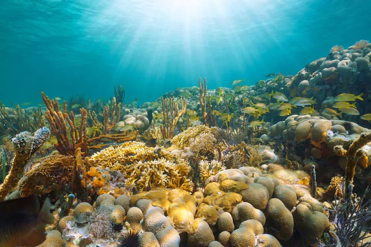 Amid Record Bleaching, Scientists Discover Heat‑Tolerant “Super Reefs” Near Majuro