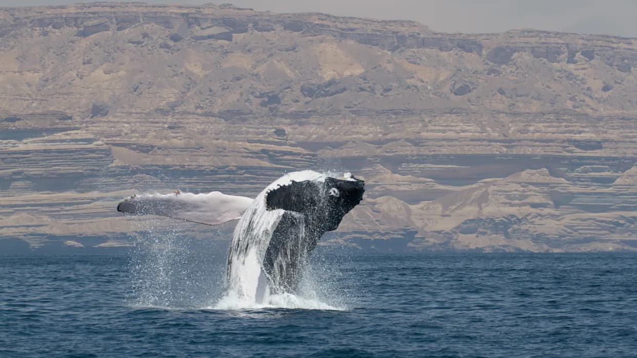 First Satellite-Tracked Humpback Crossing of the Arabian Sea Reveals New Conservation Priorities