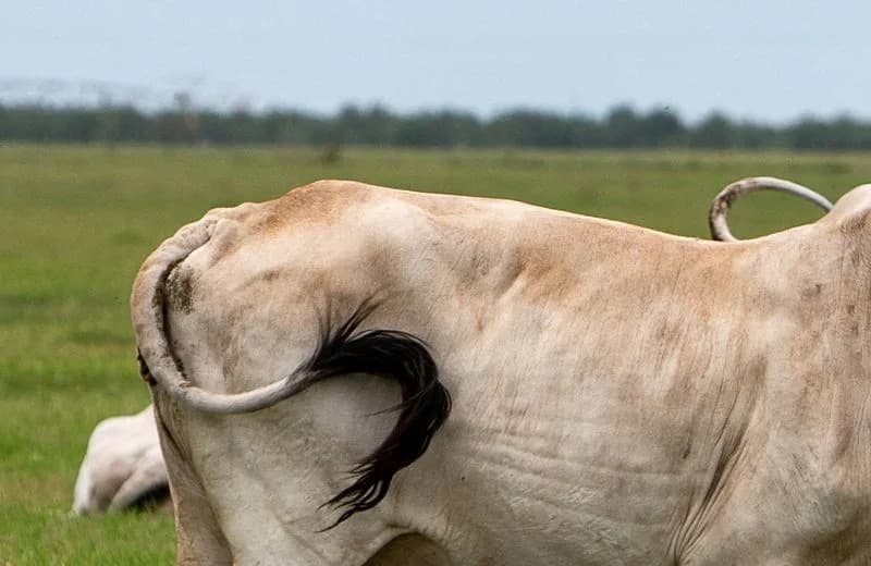 UN Launches $1M Project to Combat Screwworm Outbreak and Tackle Sterile Fly Shortage
