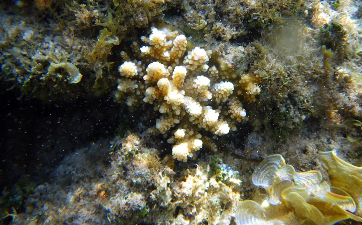 New High-Resolution Reef Map Finds One-Third Of Coral Reefs Climate-Resilient — But Most Remain Unprotected