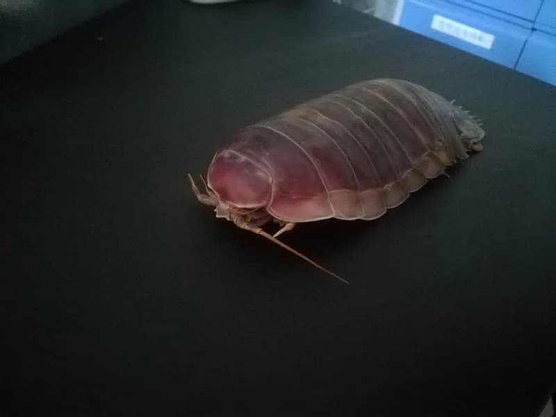How Giant Deep-Sea Isopods Survive Years Without Food — Huge Stomachs, Slowed Metabolism and a 'Borrowed' Gene