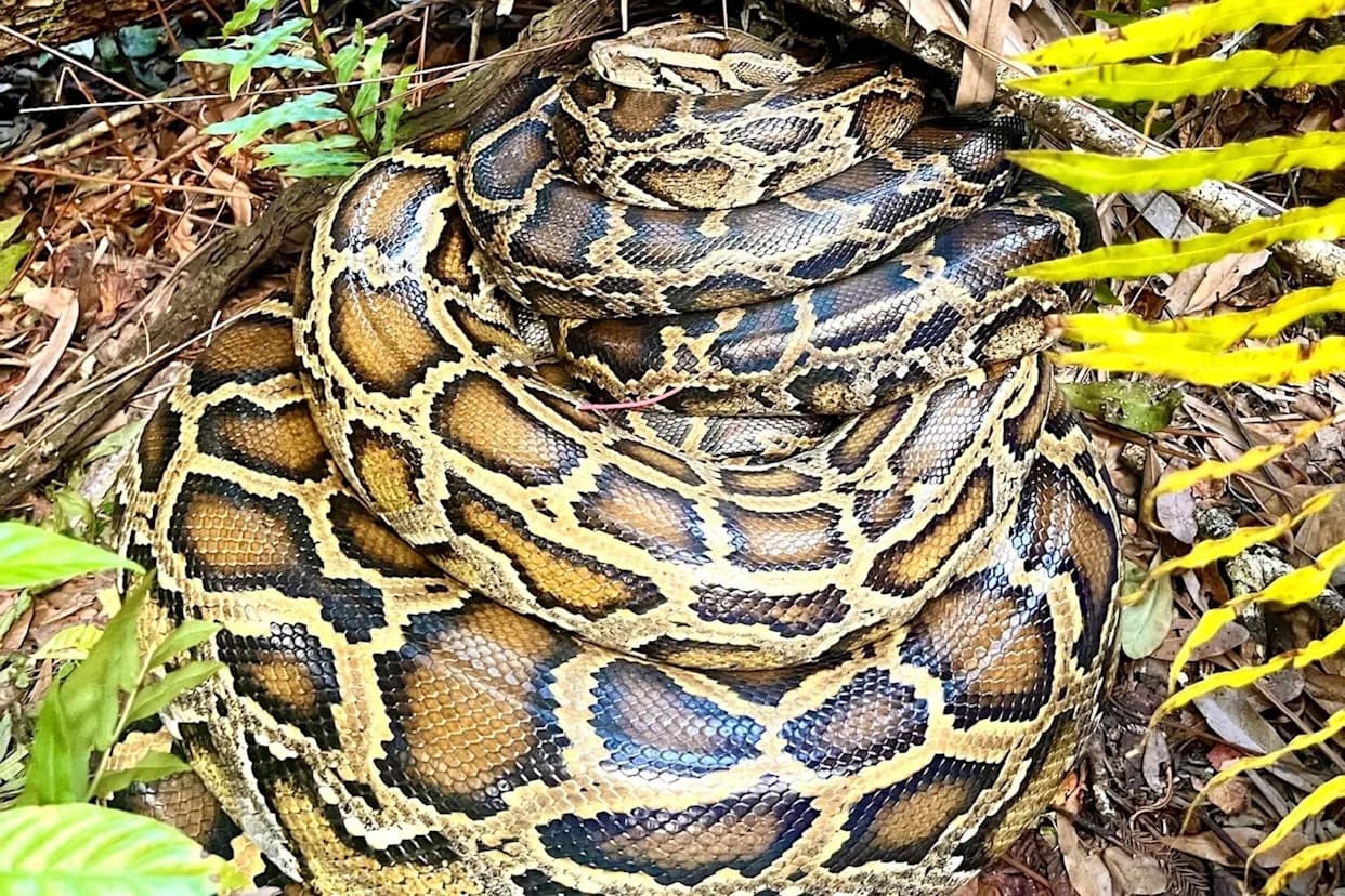 Tagged 'Scout' Pythons Help Biologists Remove Record 177 Snakes and 4,100 Eggs From Everglades