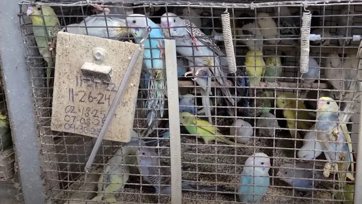 Undercover Footage: PETA Alleges 1,400 Parakeet Deaths at Oklahoma Breeder Linked to Major Pet Chains