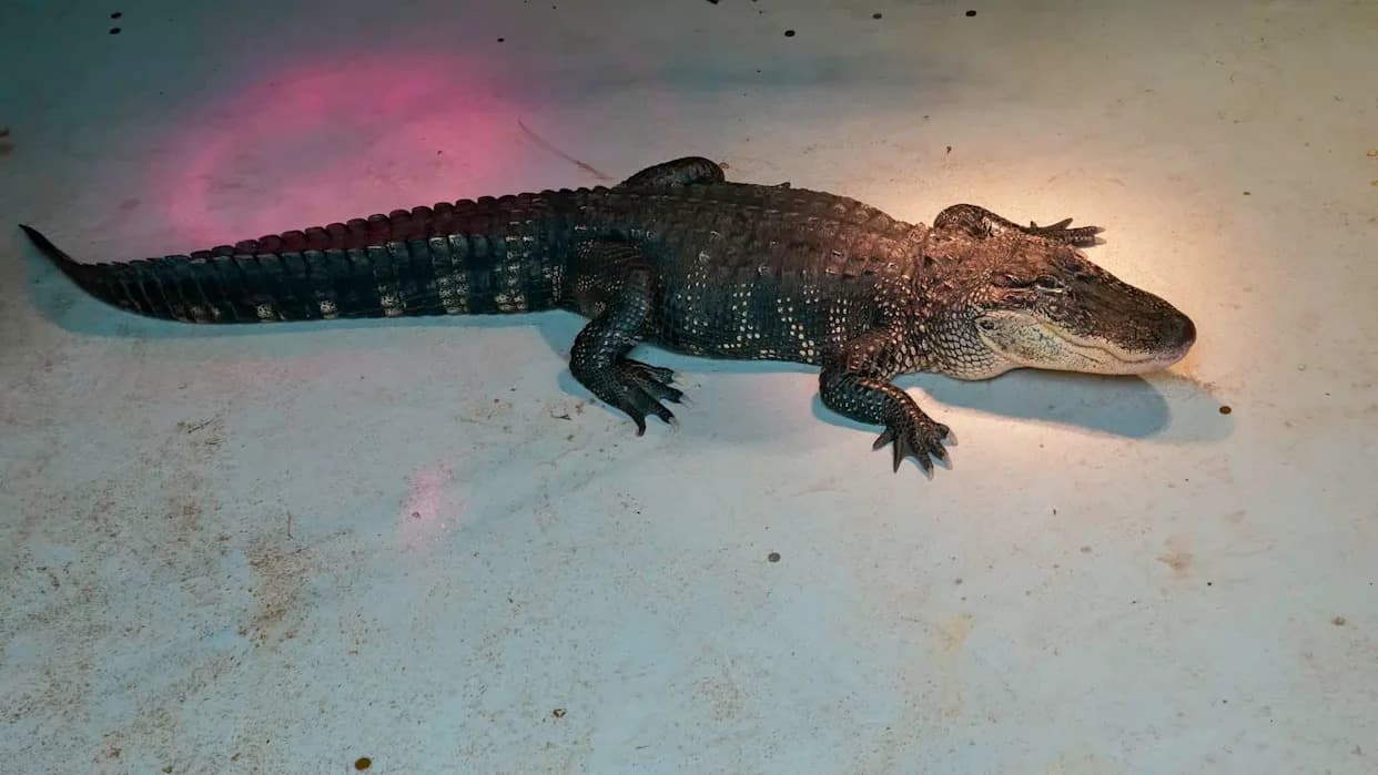 Homeowner Finds Giant Alligator on Front Step; Three-Hour Tug-of-War Ends With Capture