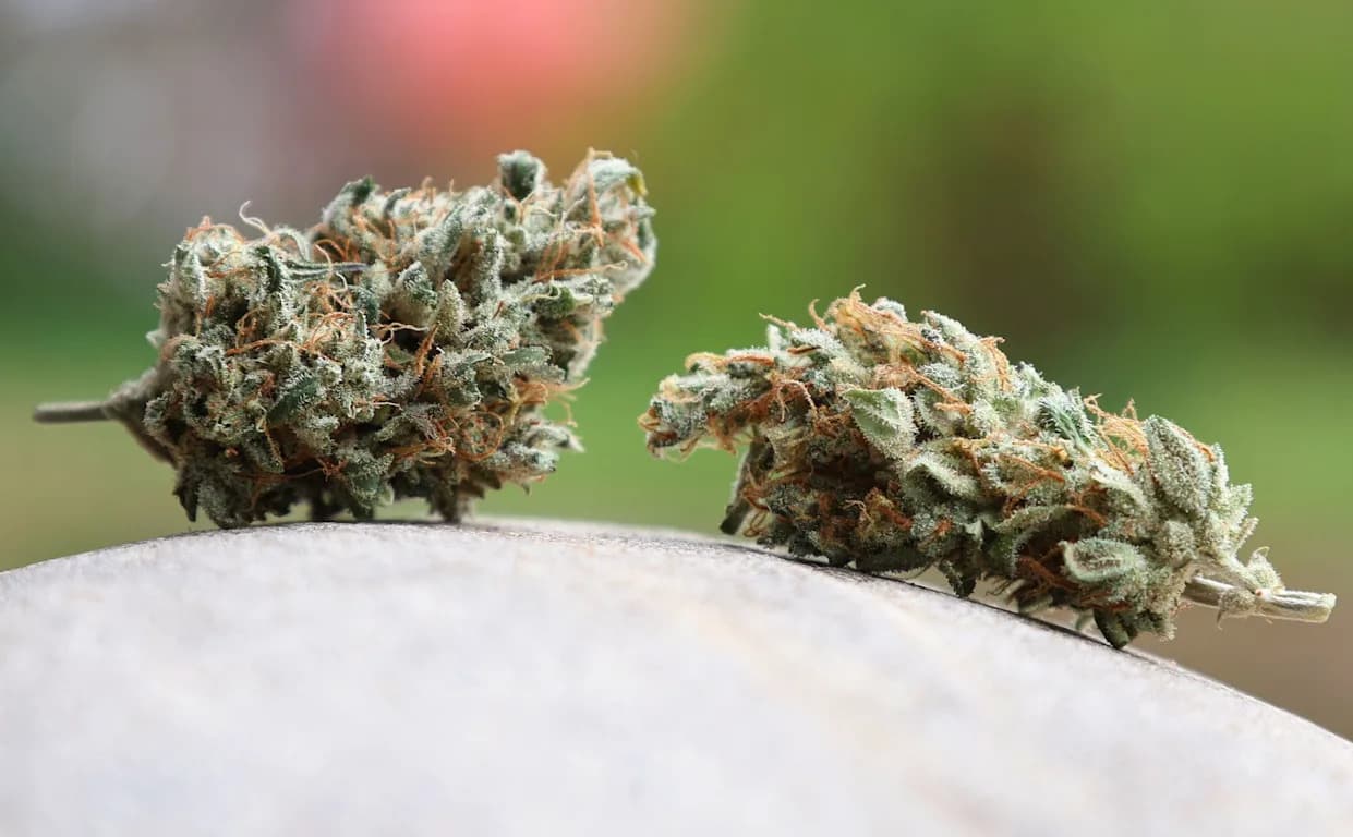Europe-Wide Drug Ring Busted in Germany-Led Raids — 4+ Tonnes of Cannabis Seized