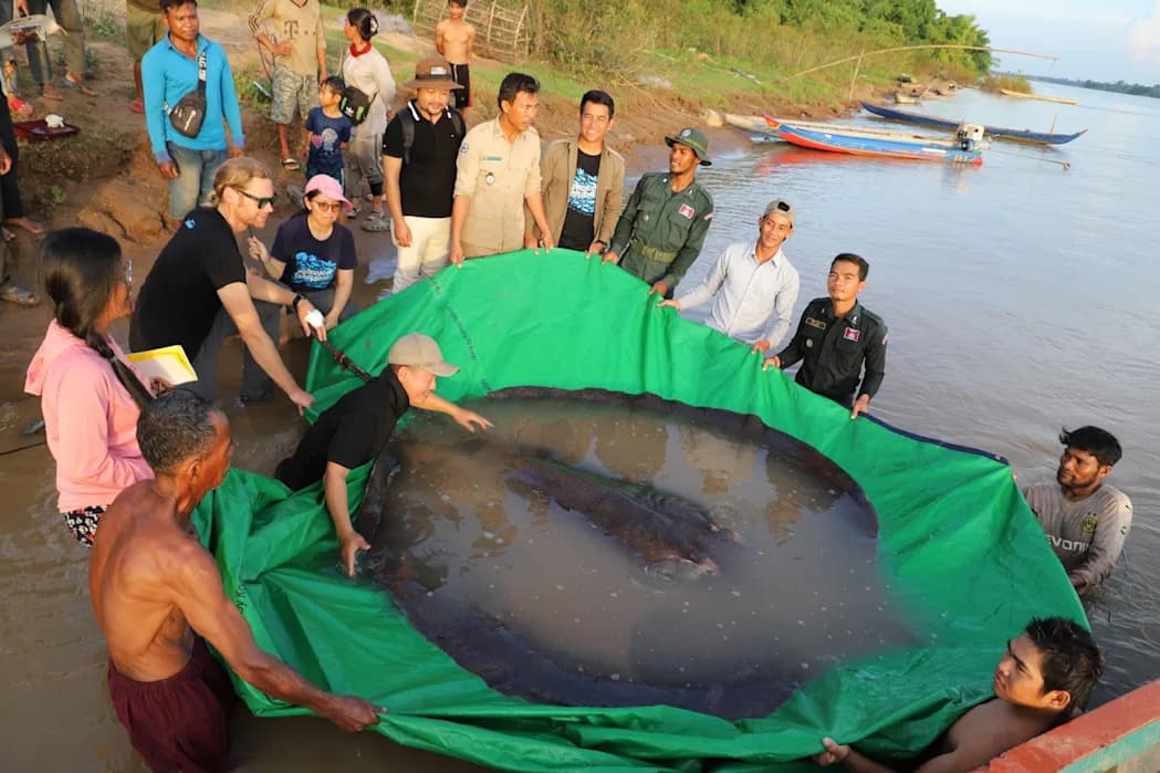 How a 24-Hour Hotline, an App and Local Fishers Helped Save 92 of the Mekong’s Giant Fish