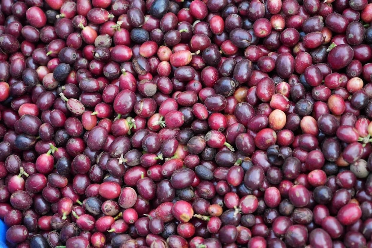 How Our Coffee Habit Is Eating the Earth: Vietnam’s Highlands, Deforestation, and a Path Forward