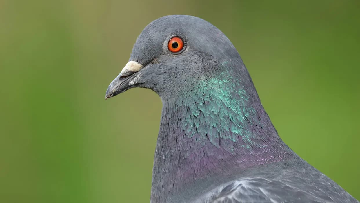 Pigeons Help Reveal How Radiologists’ Eyes Catch What Their Brains Miss — And How AI Could Use That