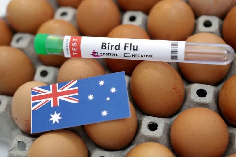Australia Intensifies H5N1 Testing After Two Confirmed Cases; Papua New Guinea Bans Poultry Imports