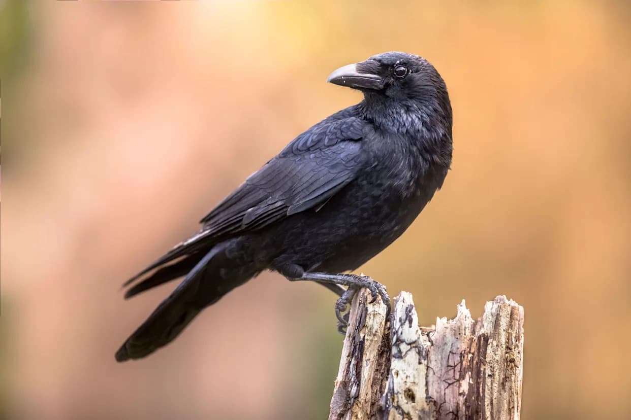 Crows Treat 'Nothing' as a Number and Weigh Probabilities, Study Finds