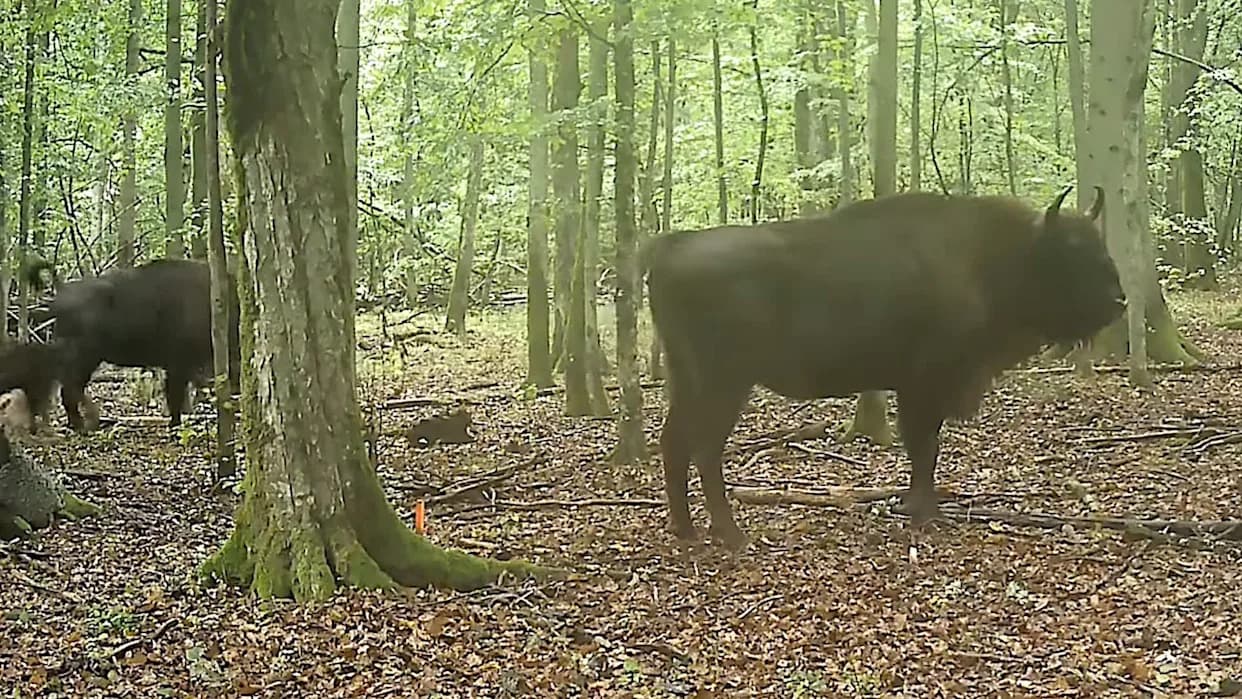 Rare Camera-Trap Footage Captures Wolves Attacking European Bison Herd in Poland’s Białowieża Forest