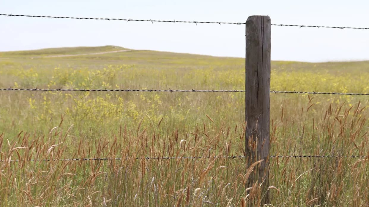 Half of America's Grasslands Are Gone — Why Large-Scale Restoration Is Now Urgent
