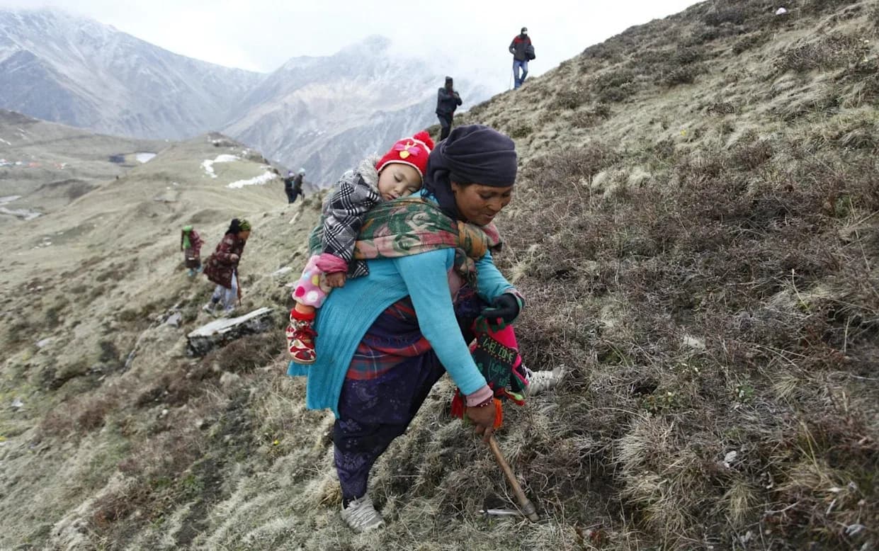 Deadly Gold Rush: Nepal’s Hunt For Yarsagumba, The ‘Himalayan Viagra’