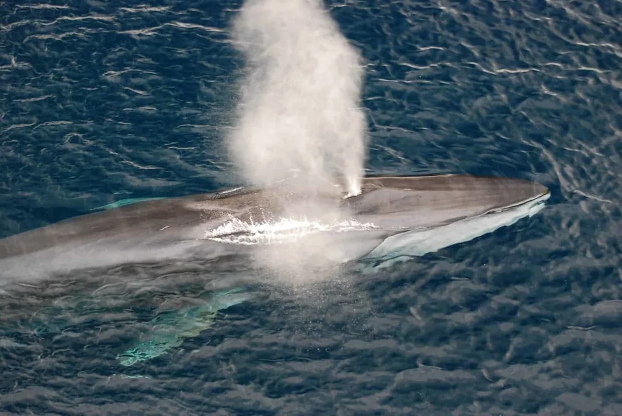 Endangered Pregnant Fin Whale Found Dead On Bow Of Cruise Ship, Necropsy Underway