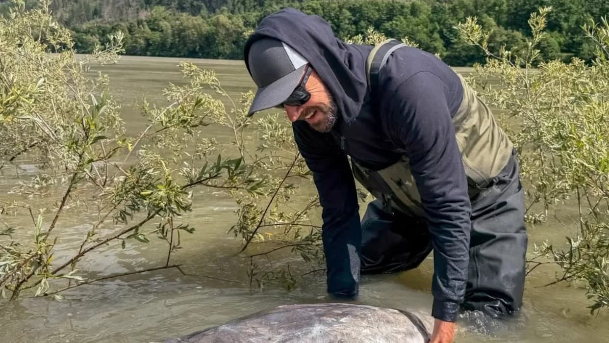 Nearly 12-Foot, 1,100-Pound White Sturgeon Tagged and Released Near Chilliwack — A Win for Conservation