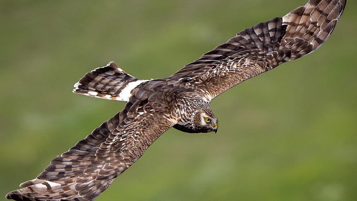 Satellite-Tagged Hen Harrier Vanishes After Harness Deliberately Cut on Ruabon Moor