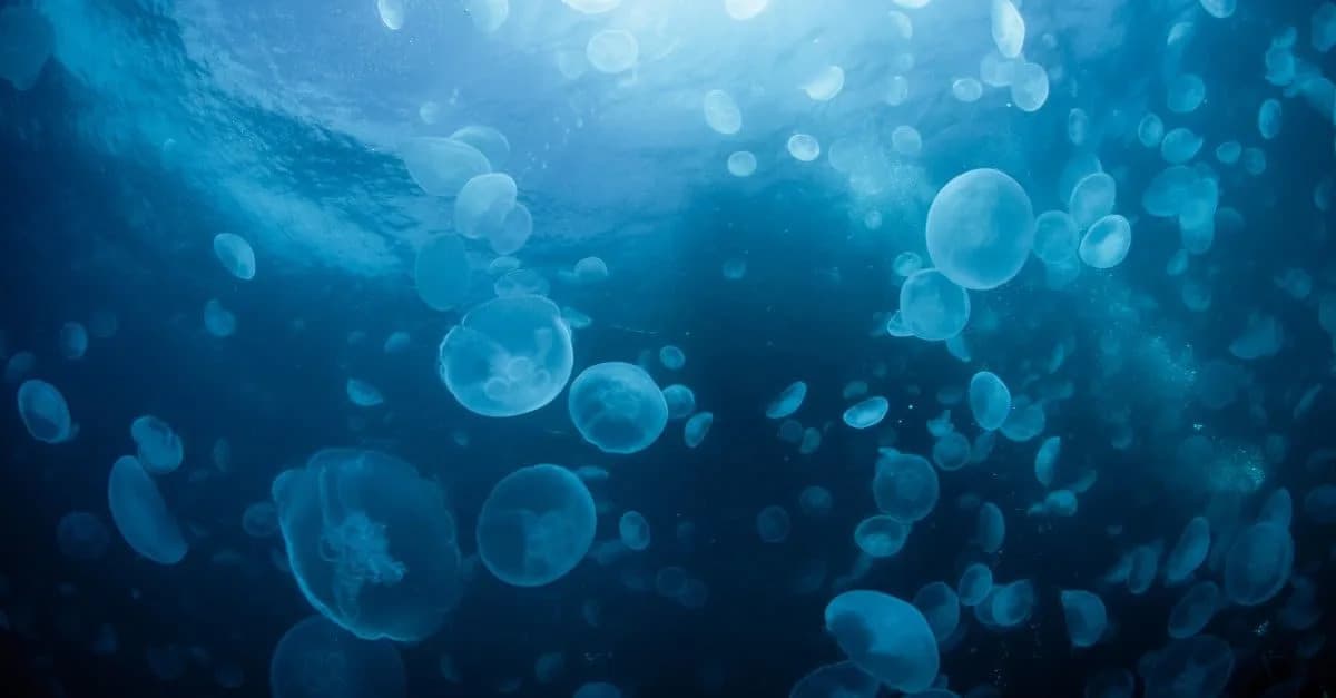 How Artificial Coastal Structures Are Fueling Jellyfish Nurseries