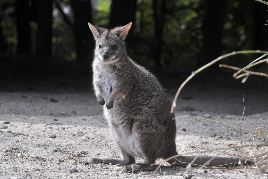 Latin American Zoos Sound Alarm: Illegal Wildlife Trade Is Moving Online