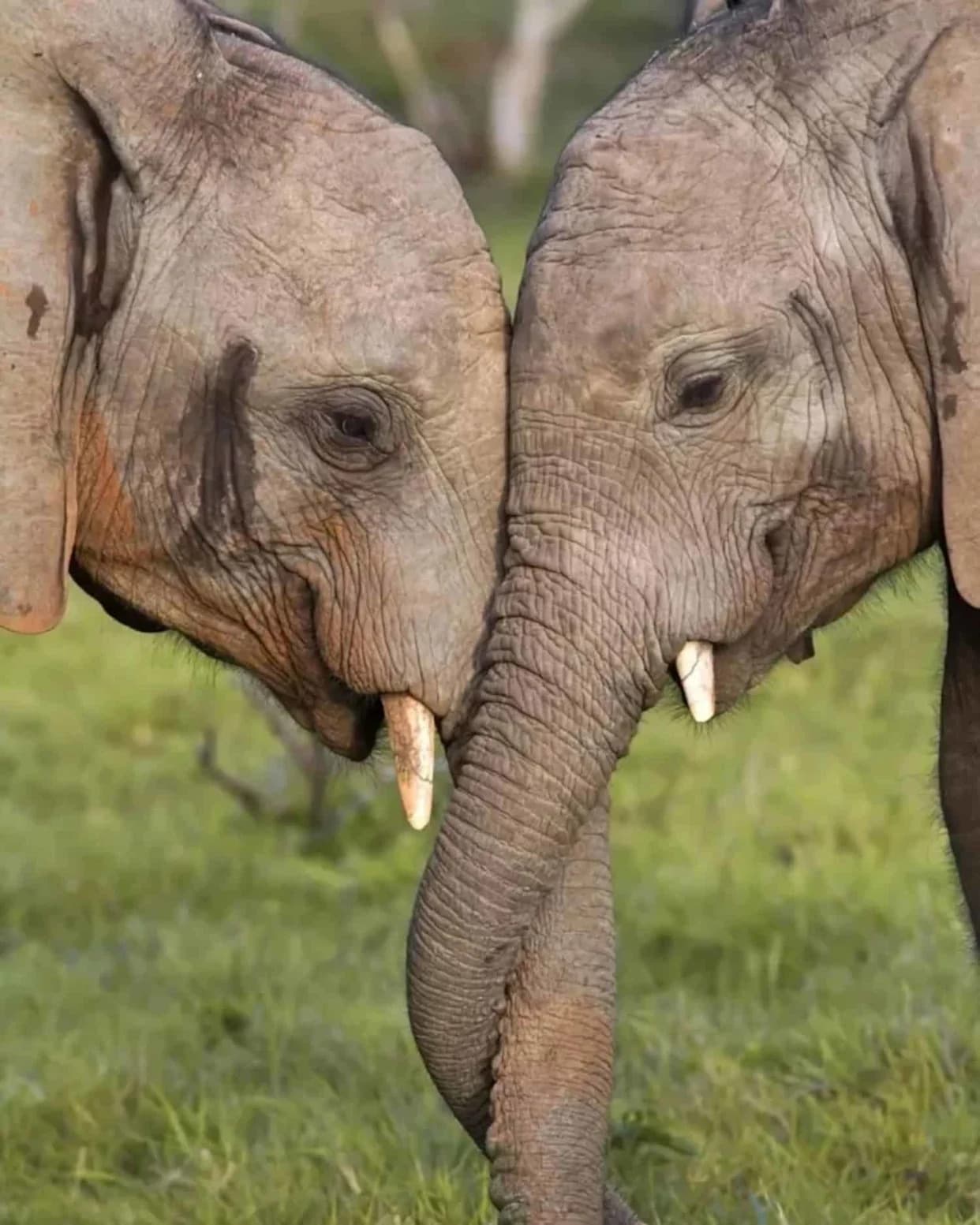 Wild Elephants Roam Hundreds Of Miles — Two Have Lived On 1.5 Acres For Three Decades As Courts Consider Their Rights