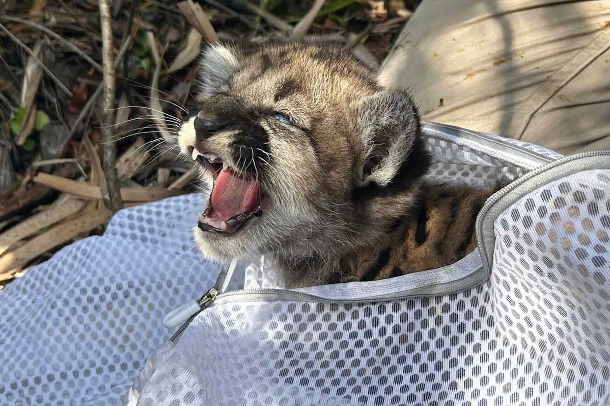 Abandoned Florida Panther Cub K528 Rescued and Treated for Heavy Parasite Load