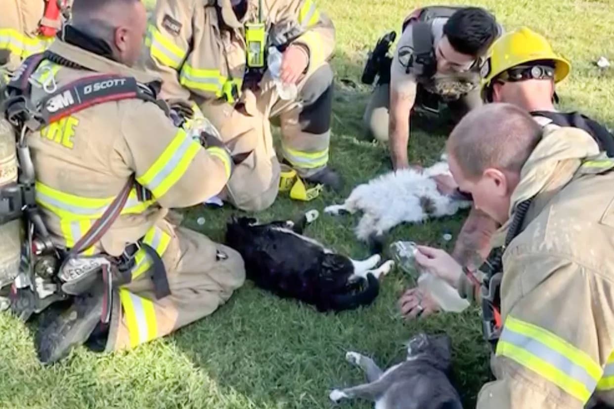 Firefighters Revive Four Cats With 'Mouth-to-Snout' CPR After Riverside Apartment Fire